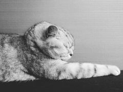 -平行世界·猫咖(首经贸店)