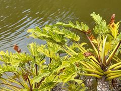 -东莞植物园