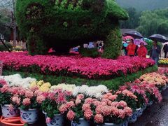 -大孩龙虾(体育场旗舰店)