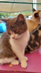 -萌宠亲子动物乐园(槐房万达店)