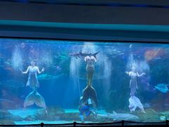 -海合安成都极地海洋公园