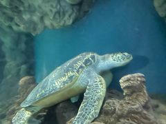 -上海海洋水族馆