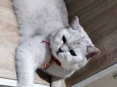 -藏猫猫咖啡主题馆(中央大道店)