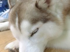 -Husky Go! 哈士奇体验馆·宠物咖啡厅狗咖
