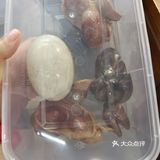 古镇重游