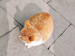 -龙华素斋(龙华路店)