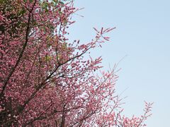 -望江楼公园