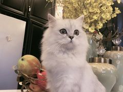 -猫大福·Fortune Cat猫舍(百子湾店)