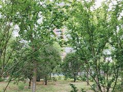 -莲花池公园