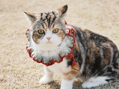 -艾吉宠物医院·疑难杂症转诊中心·猫友好(碧江路院)