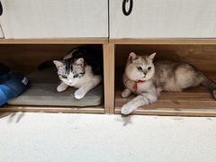 -藏猫猫咖啡主题馆(中央大道店)