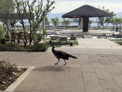 -西昌邛海宾馆