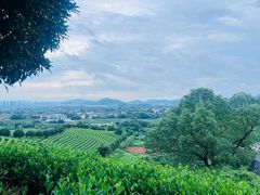 -龙坞茶村