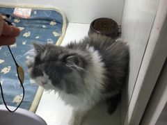 -李小姐の猫咖啡馆(五角场店)