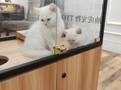 -袖虎·猫馆(体育西路店)