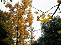 -西江印象酒楼