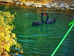 -长白岛森林公园