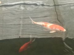 -汤山翠谷生态餐厅