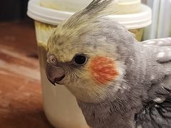 -吉丁鸟咖·异宠·寄养