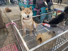 -开封杨丰宠物乐园