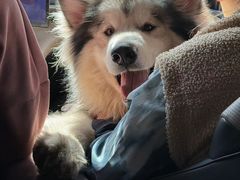 -小伙伴宠物医院•急重症转诊中心·老年专科·犬猫全科(北大街总院)