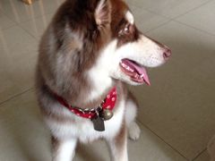 酷狗宠物美店-喵宠乐园·撸猫互动·猫舍