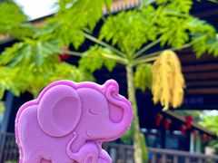 -中国科学院西双版纳热带植物园