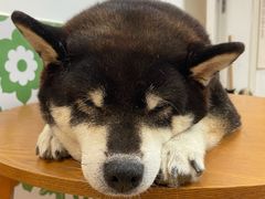 -是阿柴呀！柴犬咖啡·爱喵喵猫咖