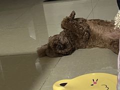 -伟伟宠物医院·CT影像中心·瑞派犬猫综合性门诊(汉口总院)