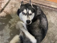 -more than meow吴止猫主题餐厅(承德 中船汇店)