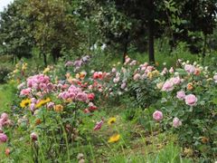 -洪湖湿地生态园