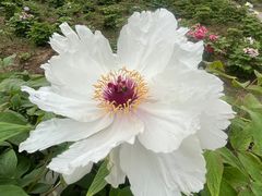 -合肥三国新城遗址公园