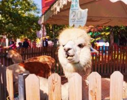 -萌宠亲子动物乐园(槐房万达店)