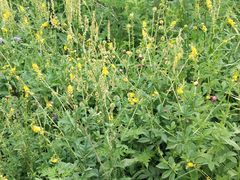 -白草畔自然风景区