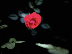 -郴州特产舜华临武鸭(郴州西站店)