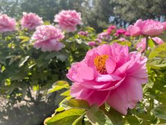 -莲花池公园