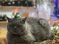 -Rabbit Cafe私房西餐甜点咖啡(栖霞路店)