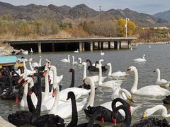 -新疆天山野生动物园