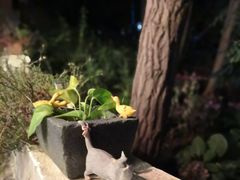 -风车面包