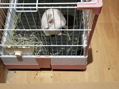 -猫猫幼稚园·撸猫·桌游·电玩