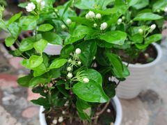 -秦美花卉(天朗·莱茵小城2期店)