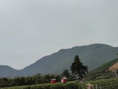 -龙坞茶村
