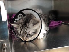 -创凡宠物医院·骨专科  猫科中心(西乡分院)