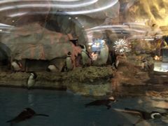 -帝企鹅自助餐厅•儿童岛•真企鹅(长隆企鹅酒店)