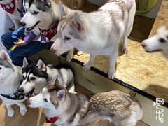-Husky Go! 哈士奇体验馆·宠物咖啡厅狗咖