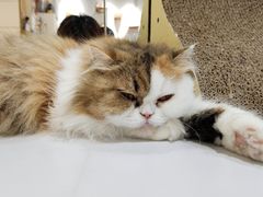 -COLOR PETS 撸猫馆·购猫·猫咖(长风大悦城店)