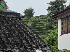 -阿巧茶庄