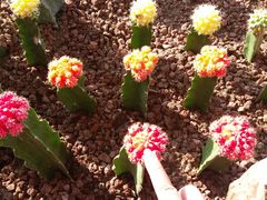 -南通洲际绿博园