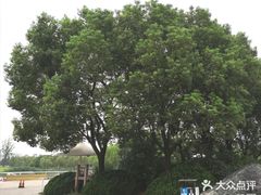 -新江湾城公园