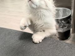 -柚子猫舍·精品猫舍购猫·猫咪认养·购宠·宠物店